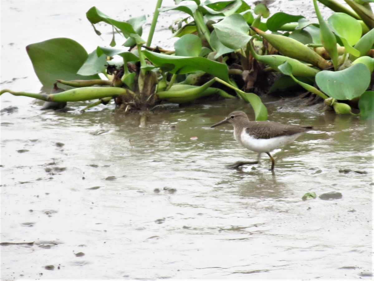 Spotted Sandpiper - ML168510271