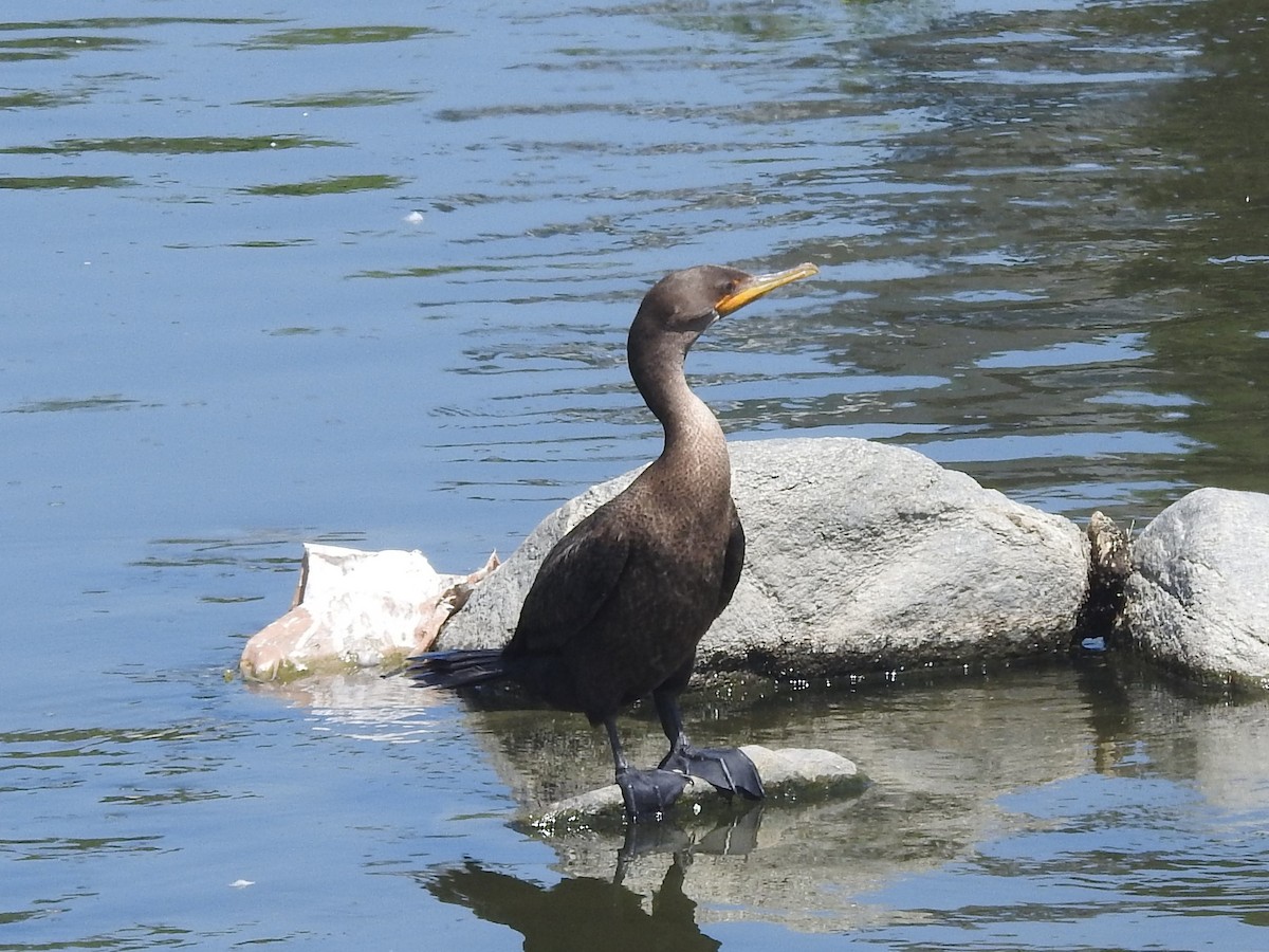 Double-crested Cormorant - Chris Dean