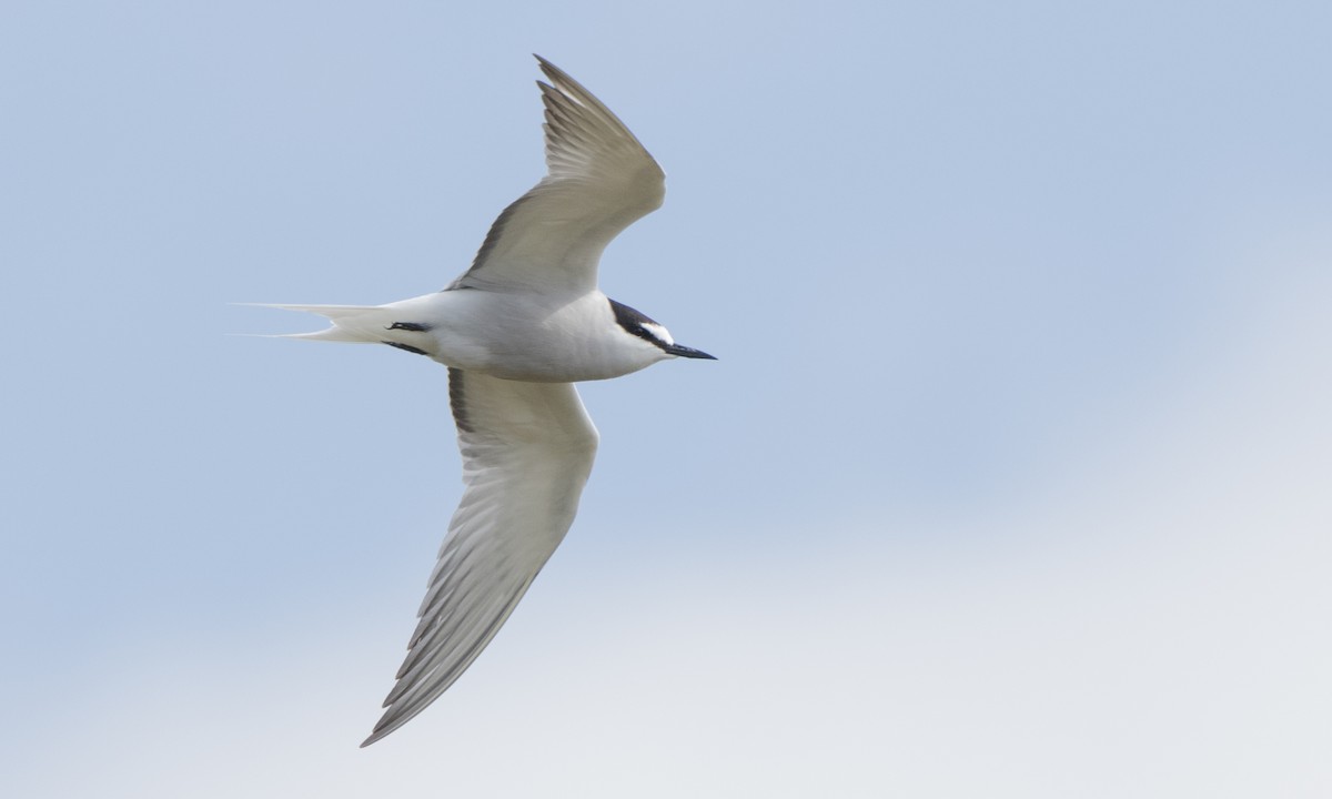 Aleutian Tern - Steve Kelling