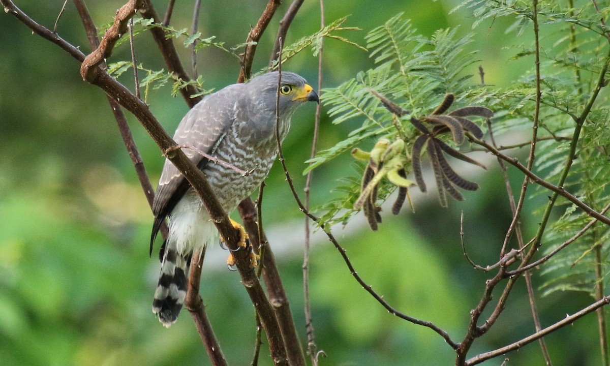 Roadside Hawk - Michael Collins