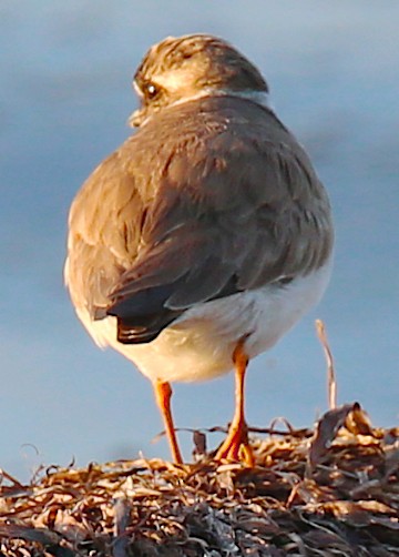 Common Ringed Plover - ML168513521