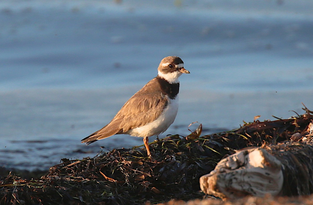 Common Ringed Plover - ML168513561