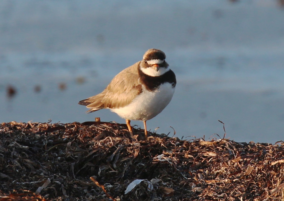 Common Ringed Plover - ML168513671