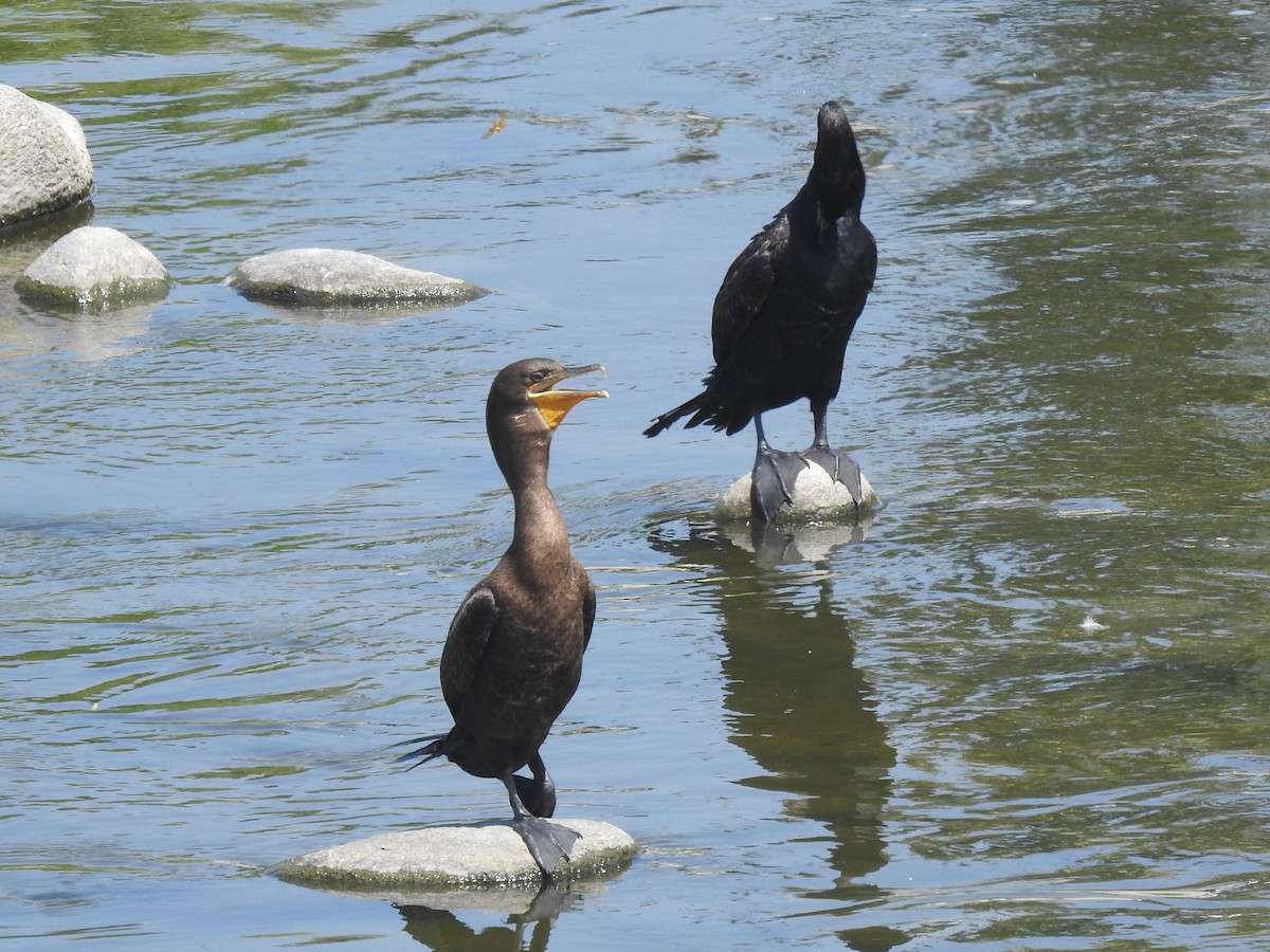 Double-crested Cormorant - Chris Dean