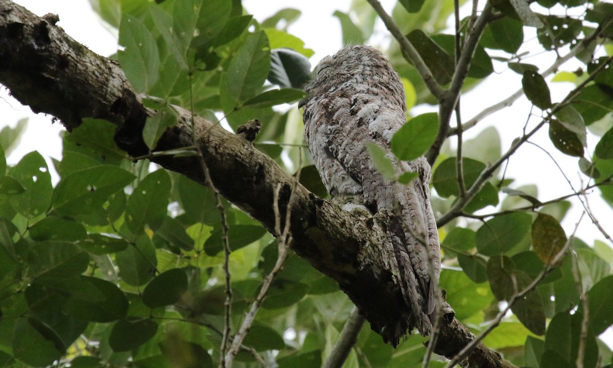 Great Potoo - ML168513721