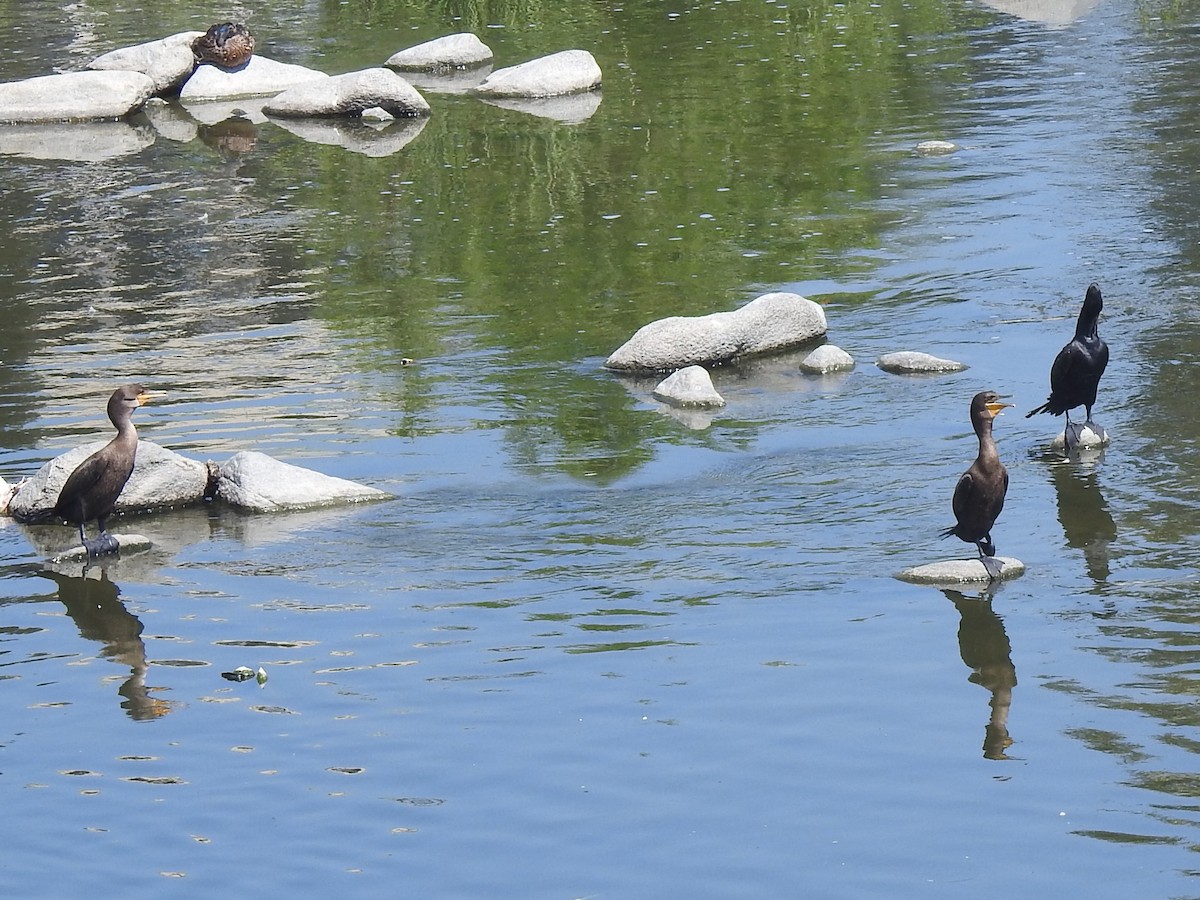 Double-crested Cormorant - Chris Dean