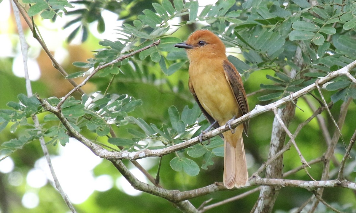 Cinnamon Attila - Michael Collins