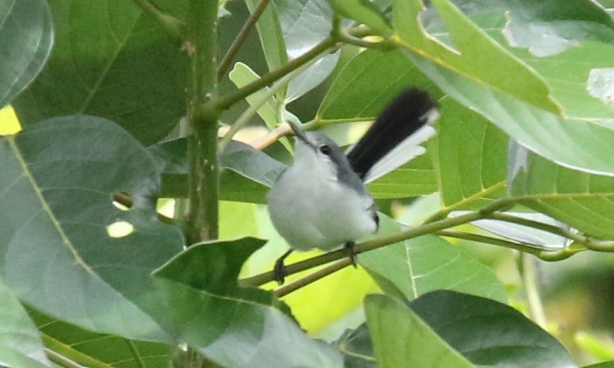 Tropical Gnatcatcher - ML168515861