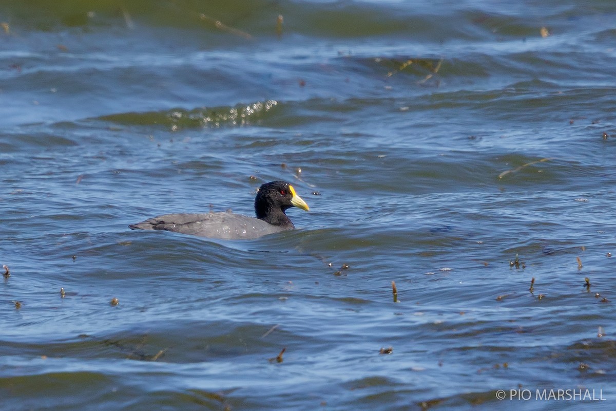 White-winged Coot - ML168516001
