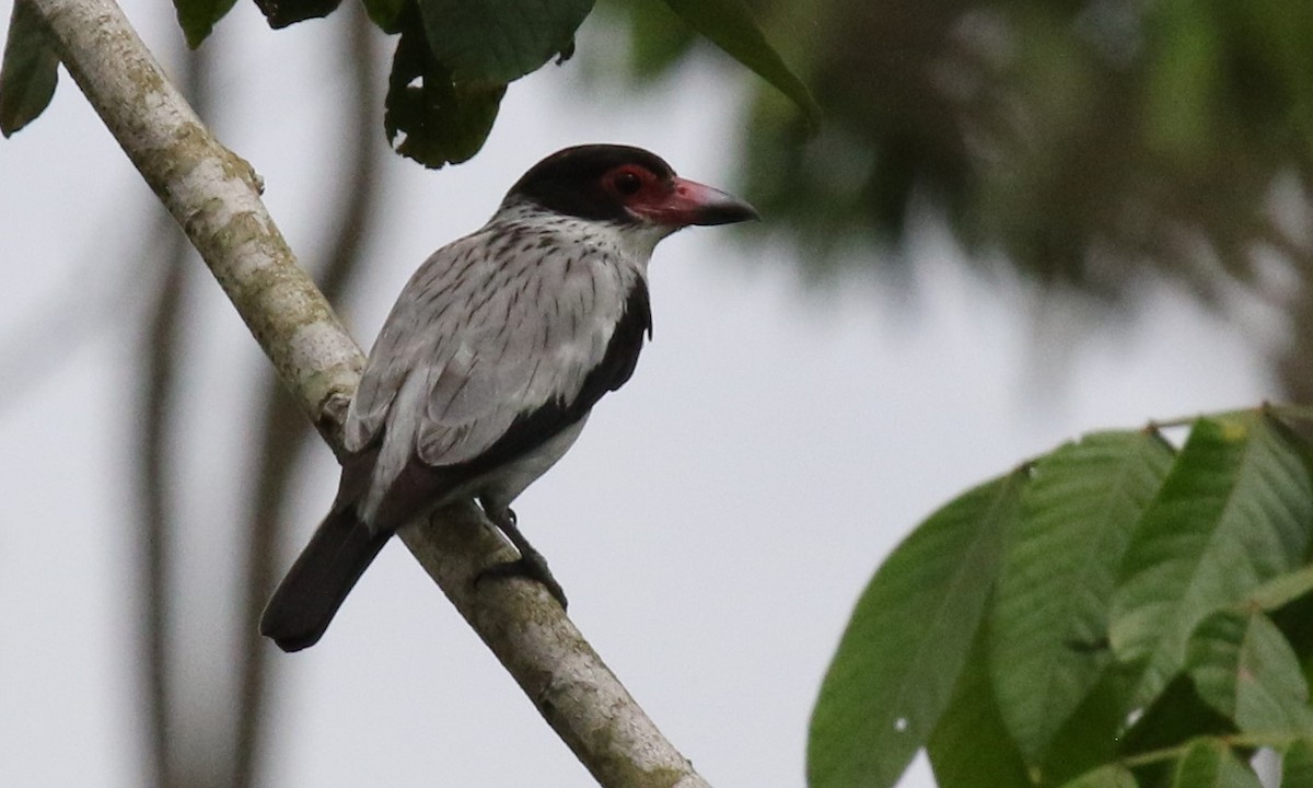 Black-tailed Tityra - Michael Collins