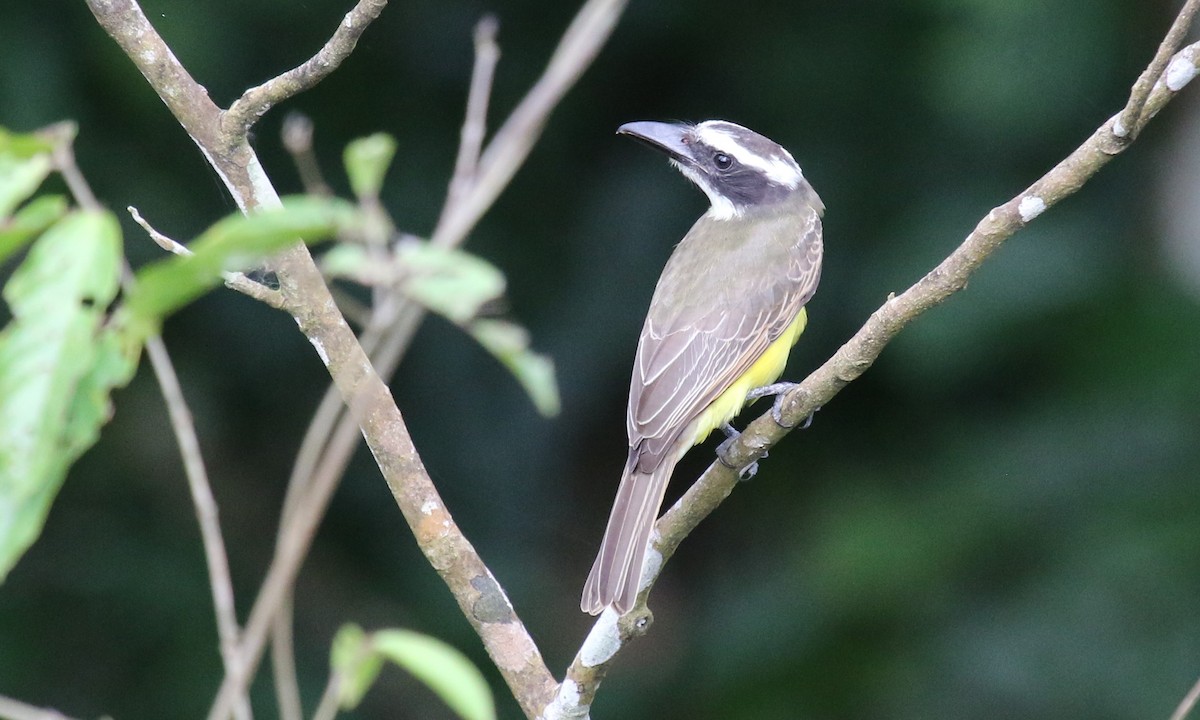 Boat-billed Flycatcher - Michael Collins