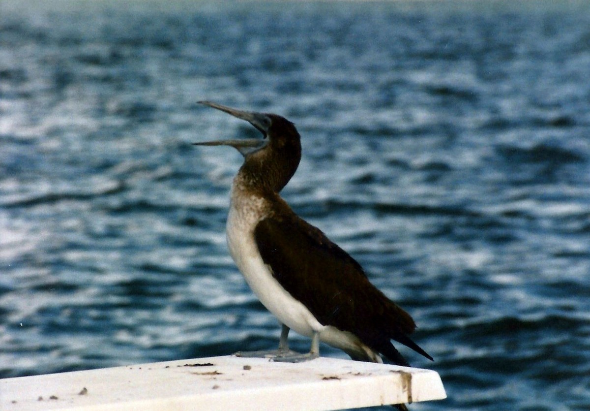 Fou à pieds bleus - ML168519181