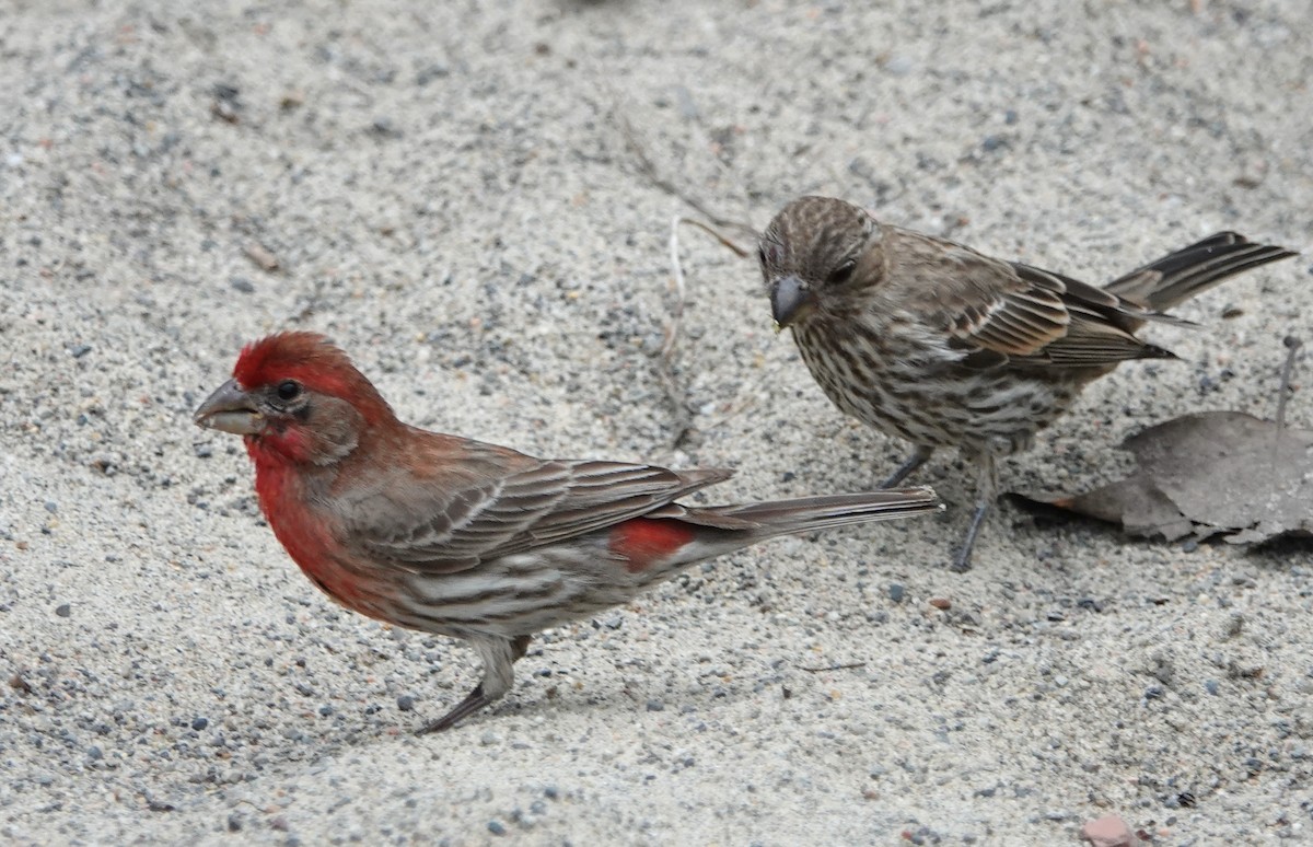 House Finch - ML168520531