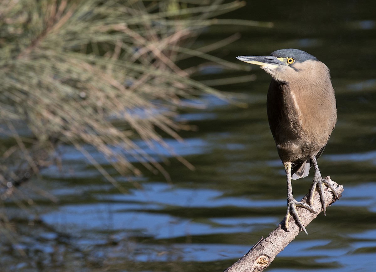 Striated Heron - Chris Barnes