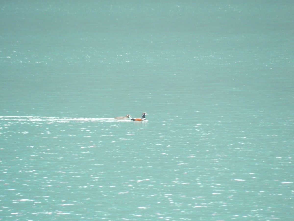 Harlequin Duck - ML168522301