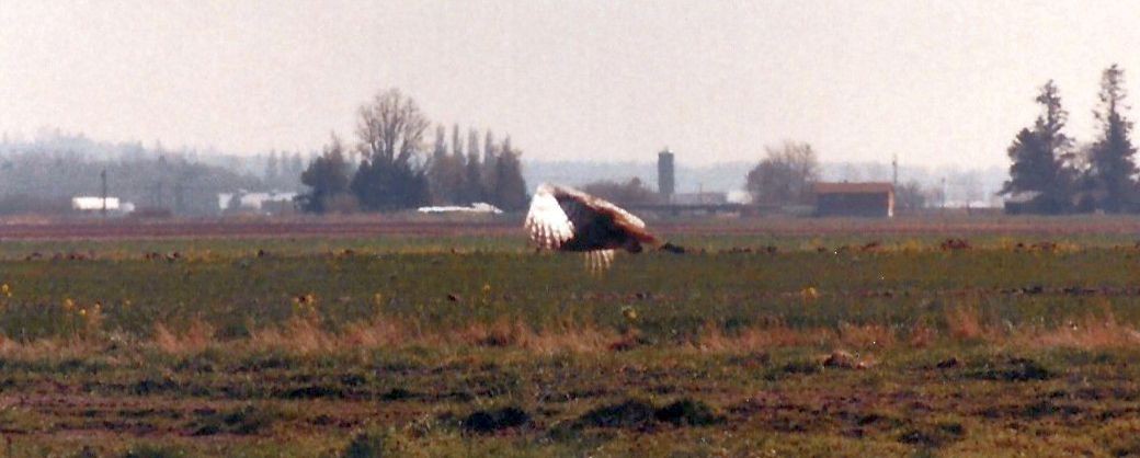 Snowy Owl - ML168522361