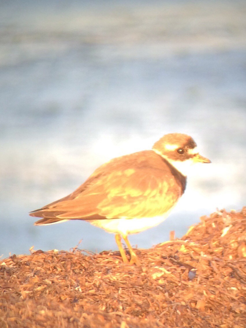 Common Ringed Plover - ML168523411