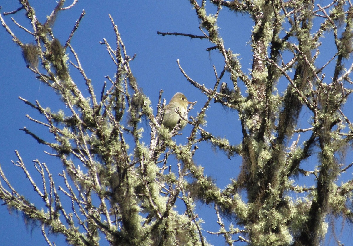 Western Flycatcher (Cordilleran) - ML168524731