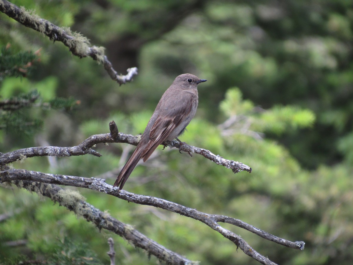 Townsend's Solitaire - ML168525221