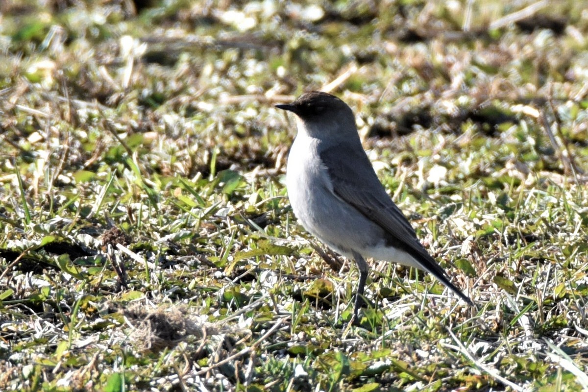 Dark-faced Ground-Tyrant - Juan Pastor Medina Avilés