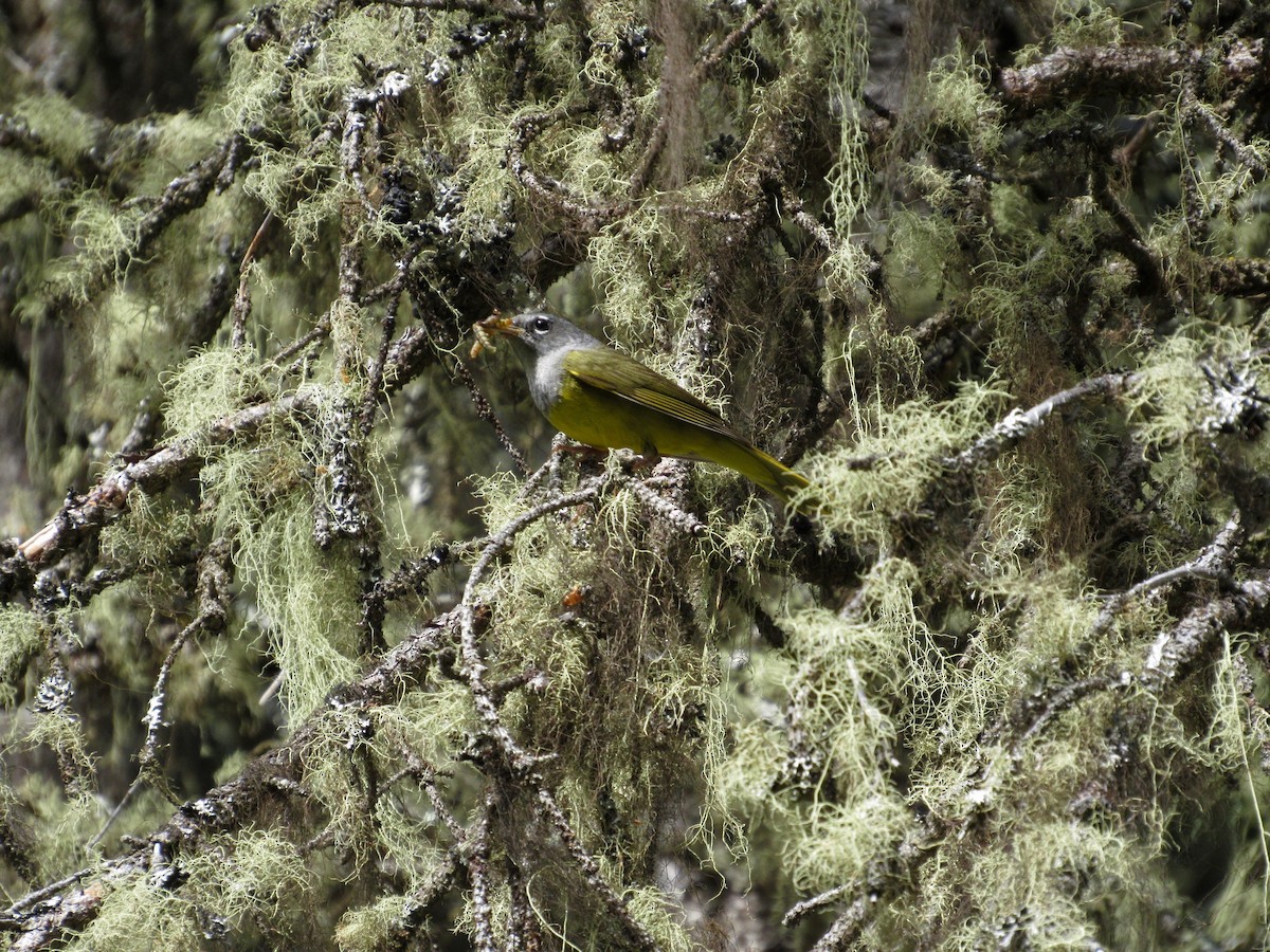 MacGillivray's Warbler - ML168525611