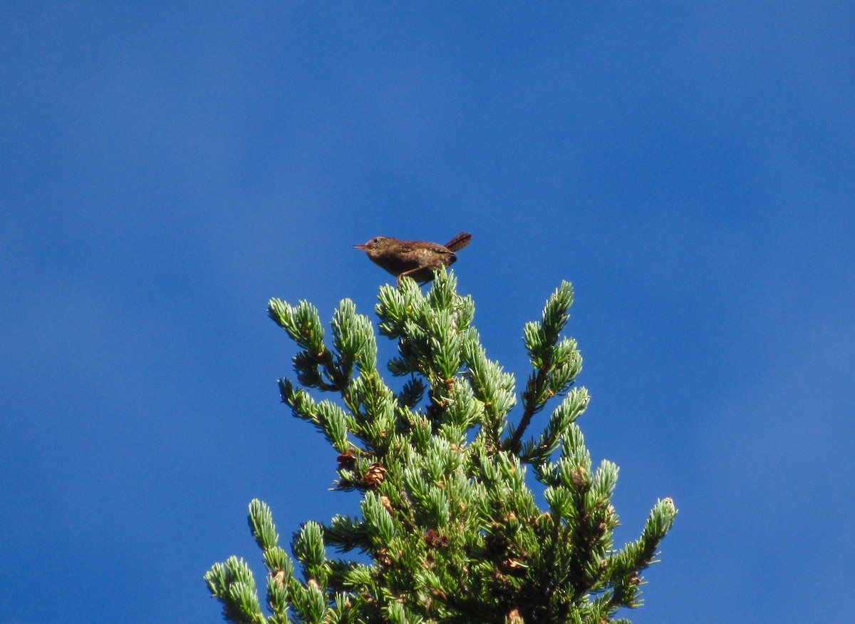 Pacific Wren - ML168526441