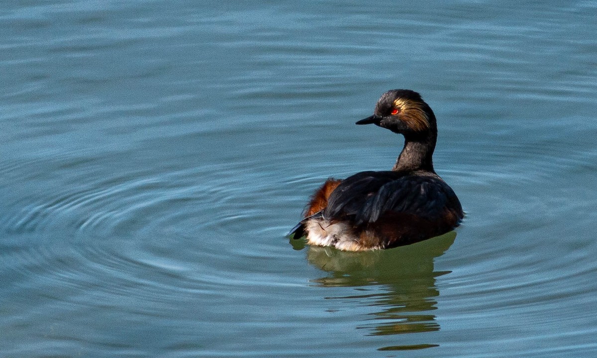 Eared Grebe - Paul Fenwick