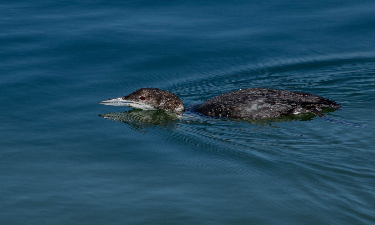 Common Loon - Paul Fenwick