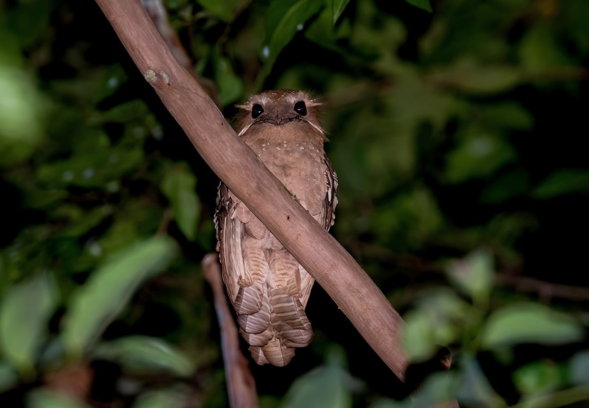 Large Frogmouth - Shailesh Pinto