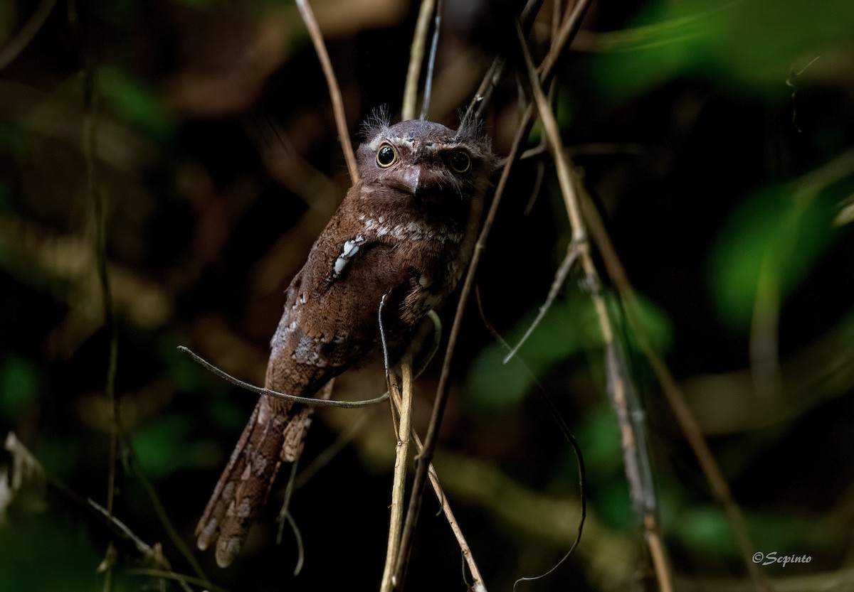 Sunda Frogmouth - Shailesh Pinto