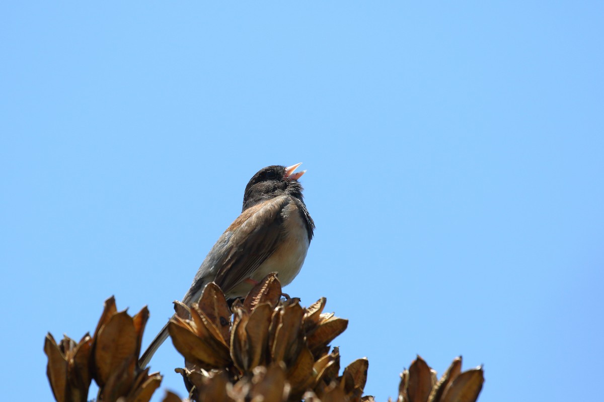 Dark-eyed Junco - ML168529391