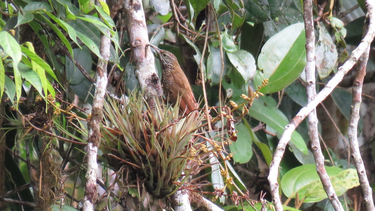 Montane Woodcreeper - ML168530441