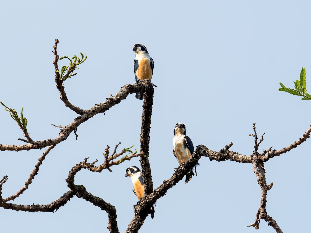 Black-thighed Falconet - ML168530471