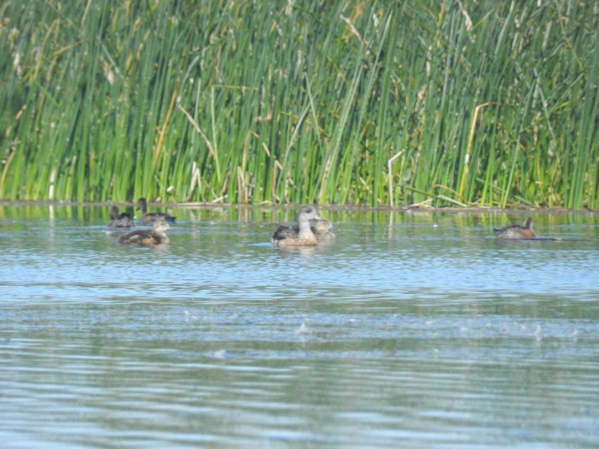 American Wigeon - ML168531091