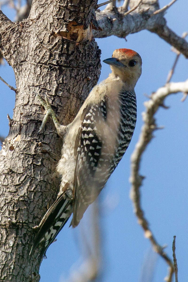 Red-bellied Woodpecker - Will Chatfield-Taylor