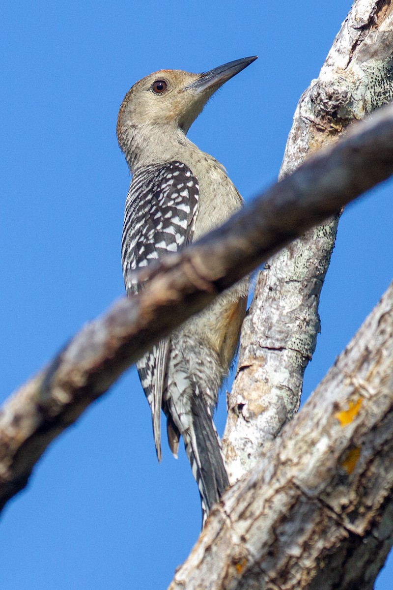 Red-bellied Woodpecker - Will Chatfield-Taylor