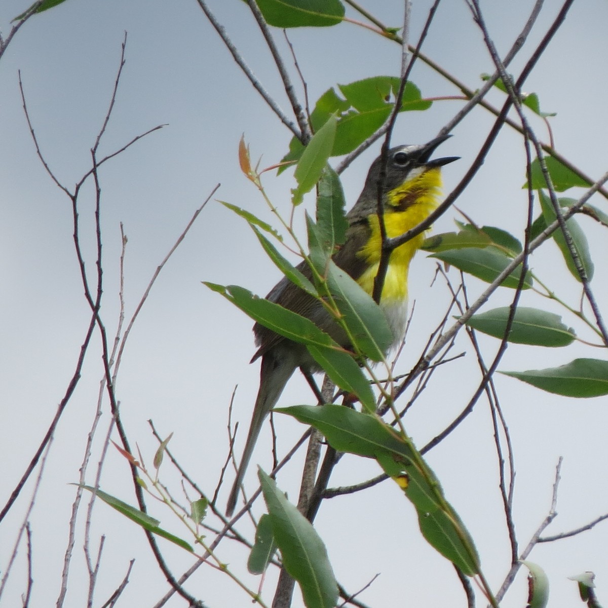 Yellow-breasted Chat - ML168536951