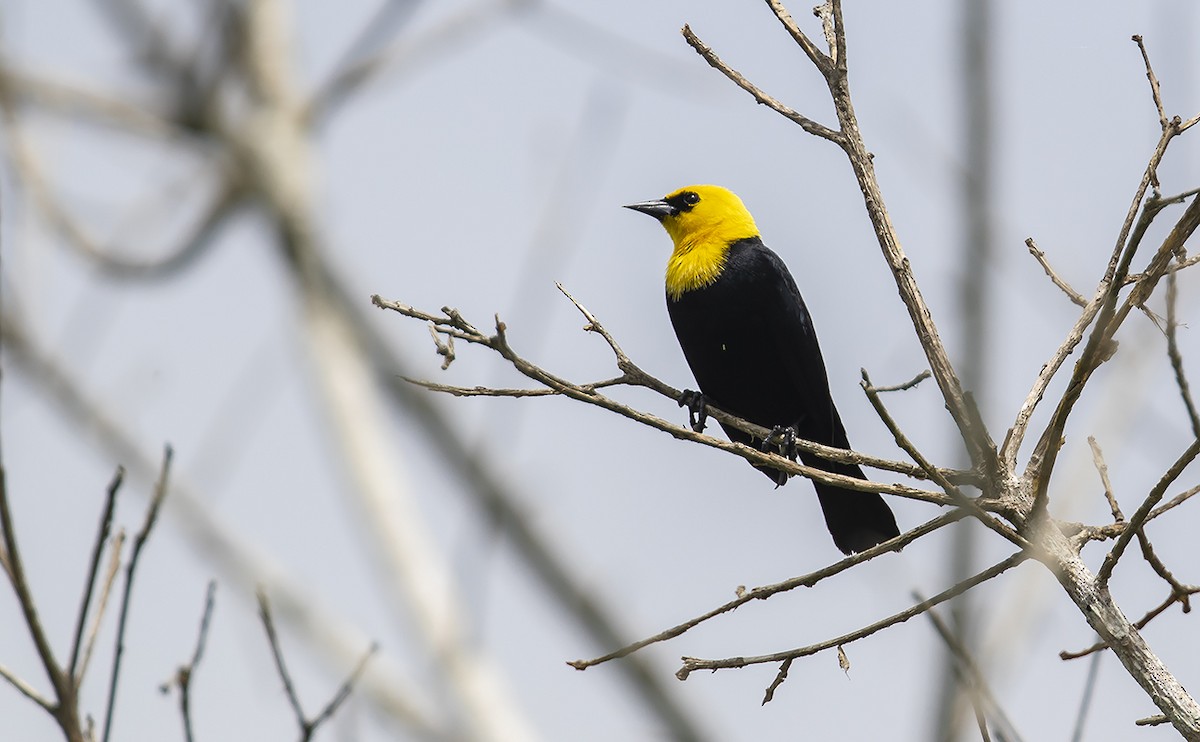 Yellow-hooded Blackbird - ML168537091