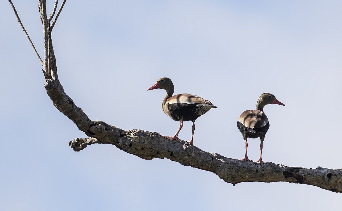 Black-bellied Whistling-Duck - ML168537201