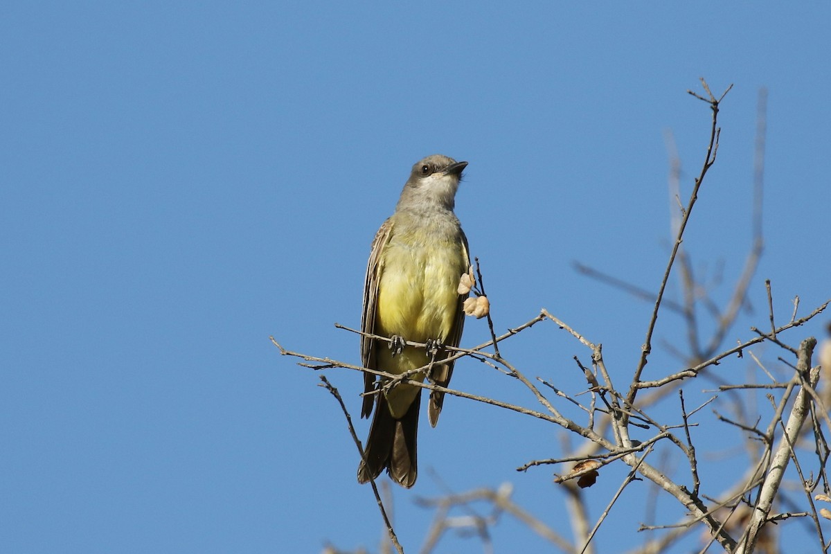 Cassin's Kingbird - ML168538301