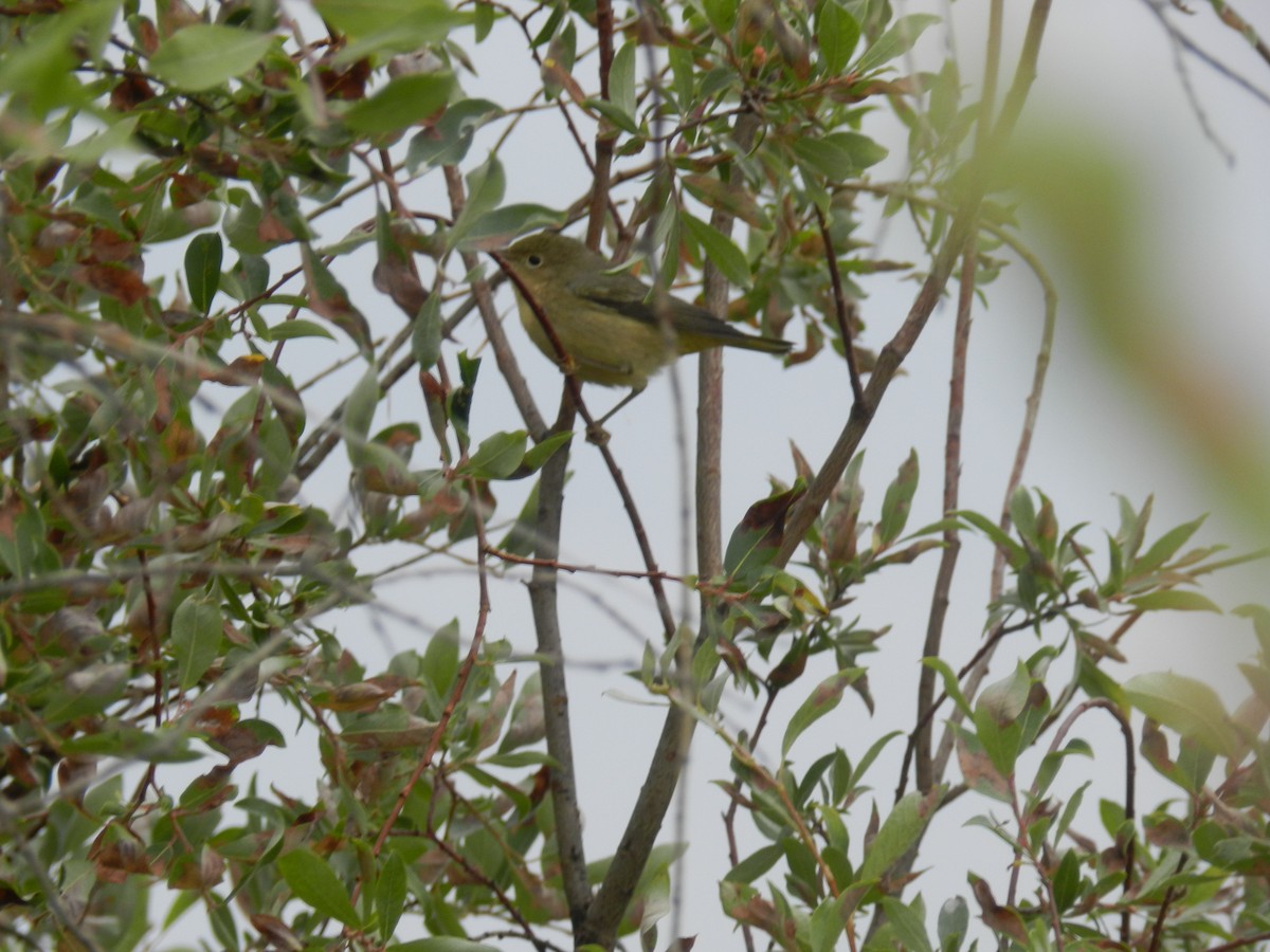 Yellow Warbler - ML168538361