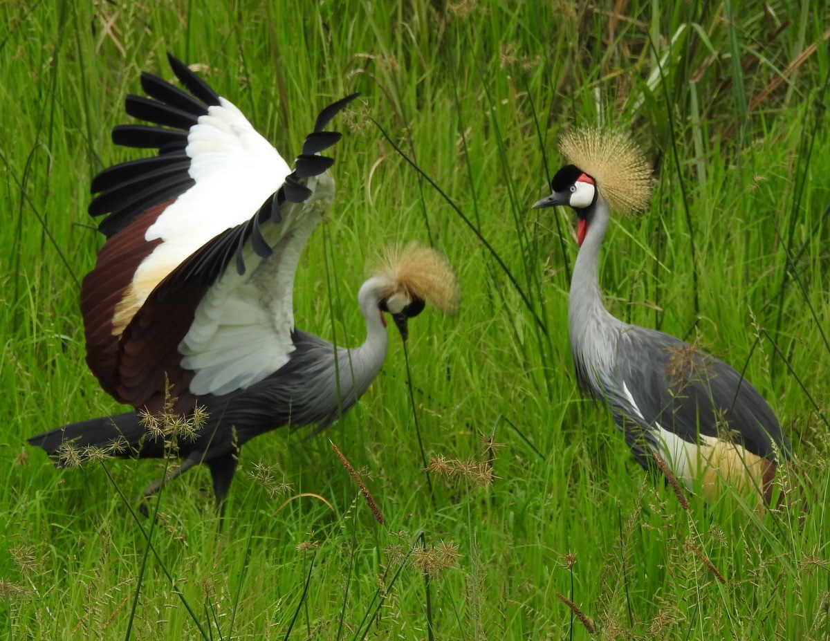 Gray Crowned-Crane - ML168538881