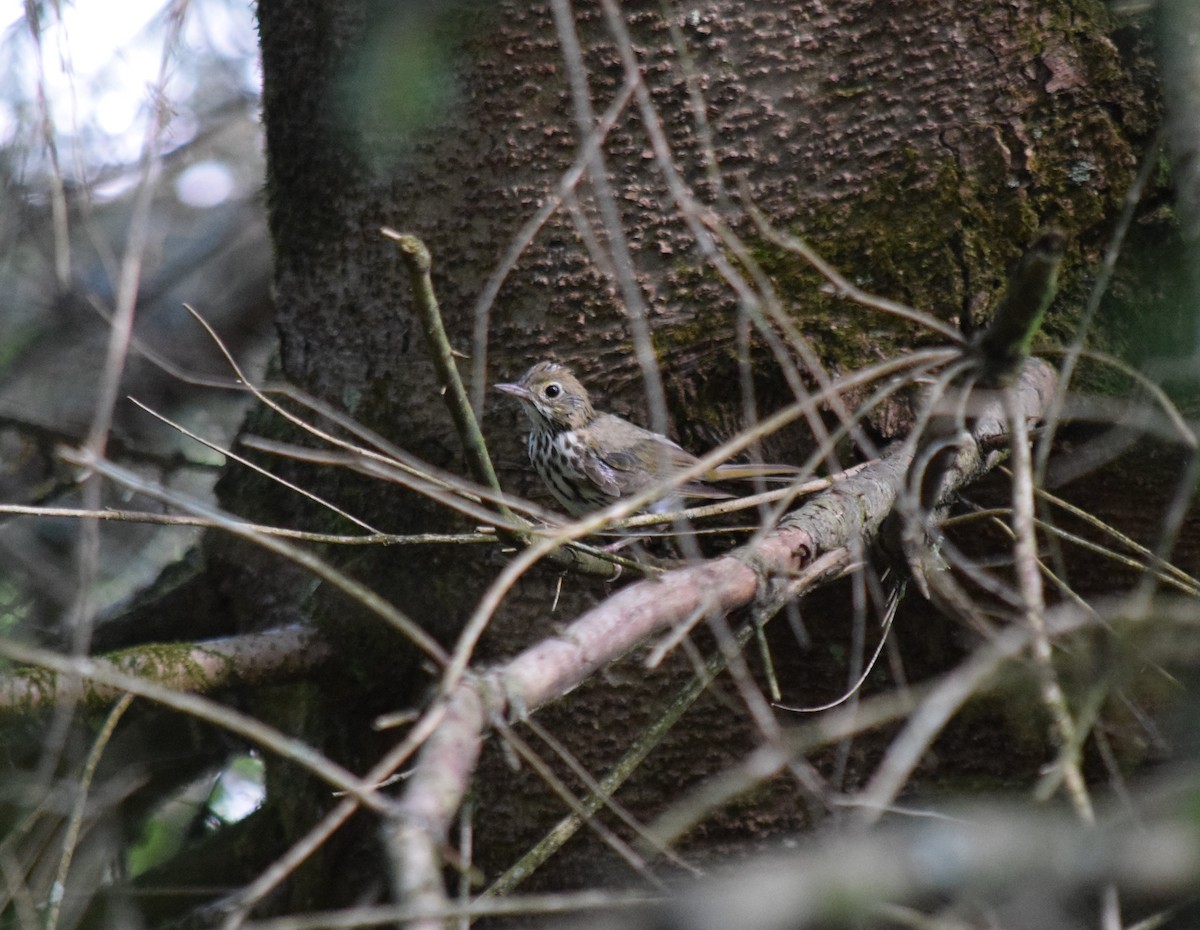 Ovenbird - ML168540691