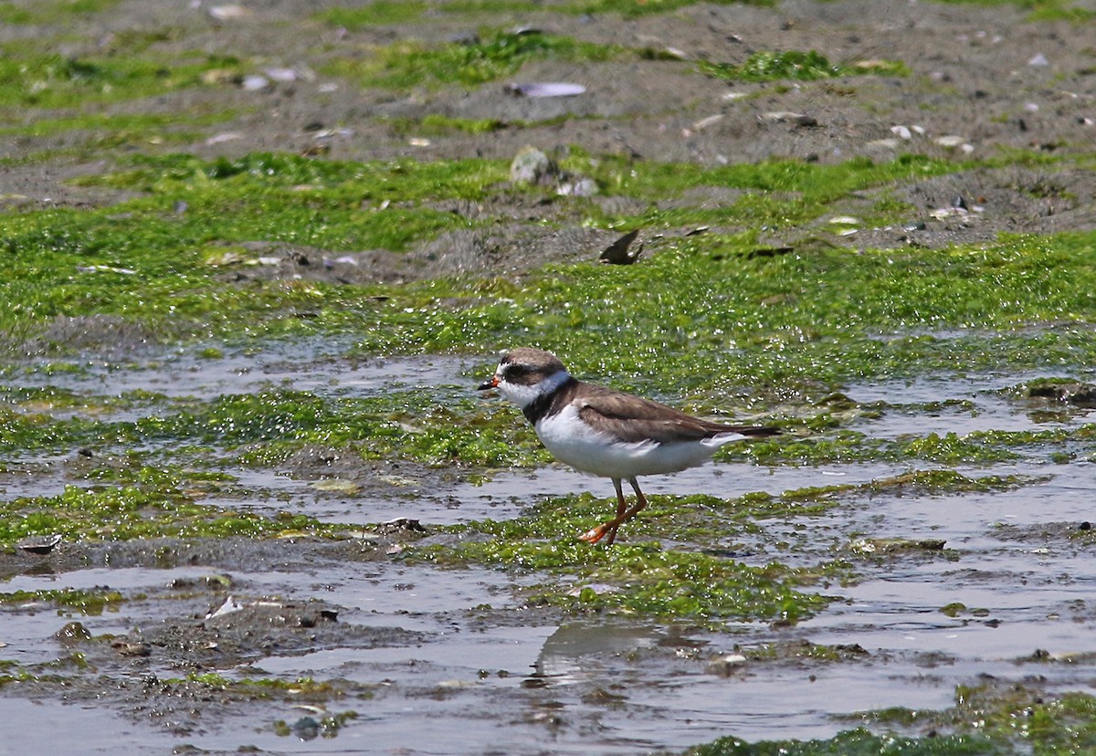 Semipalmated Plover - ML168542671