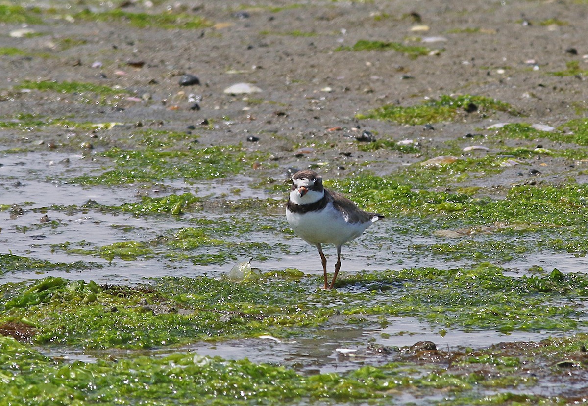 Semipalmated Plover - ML168542681