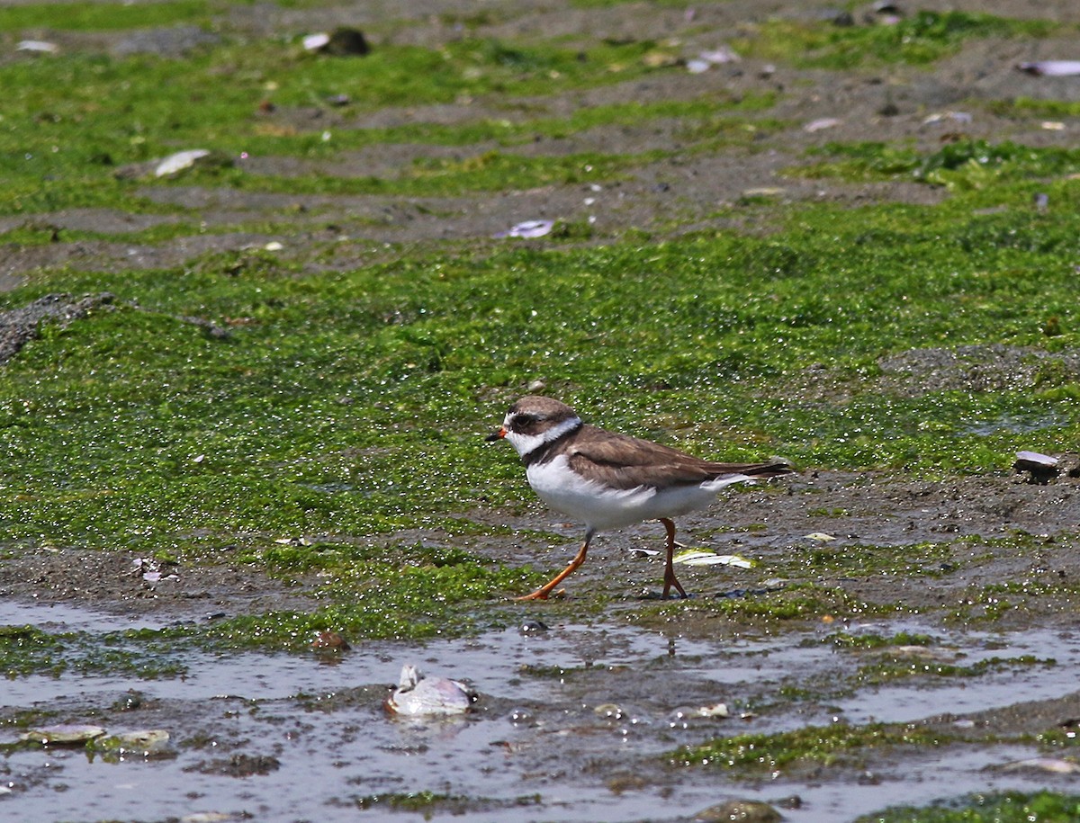 Semipalmated Plover - ML168542691