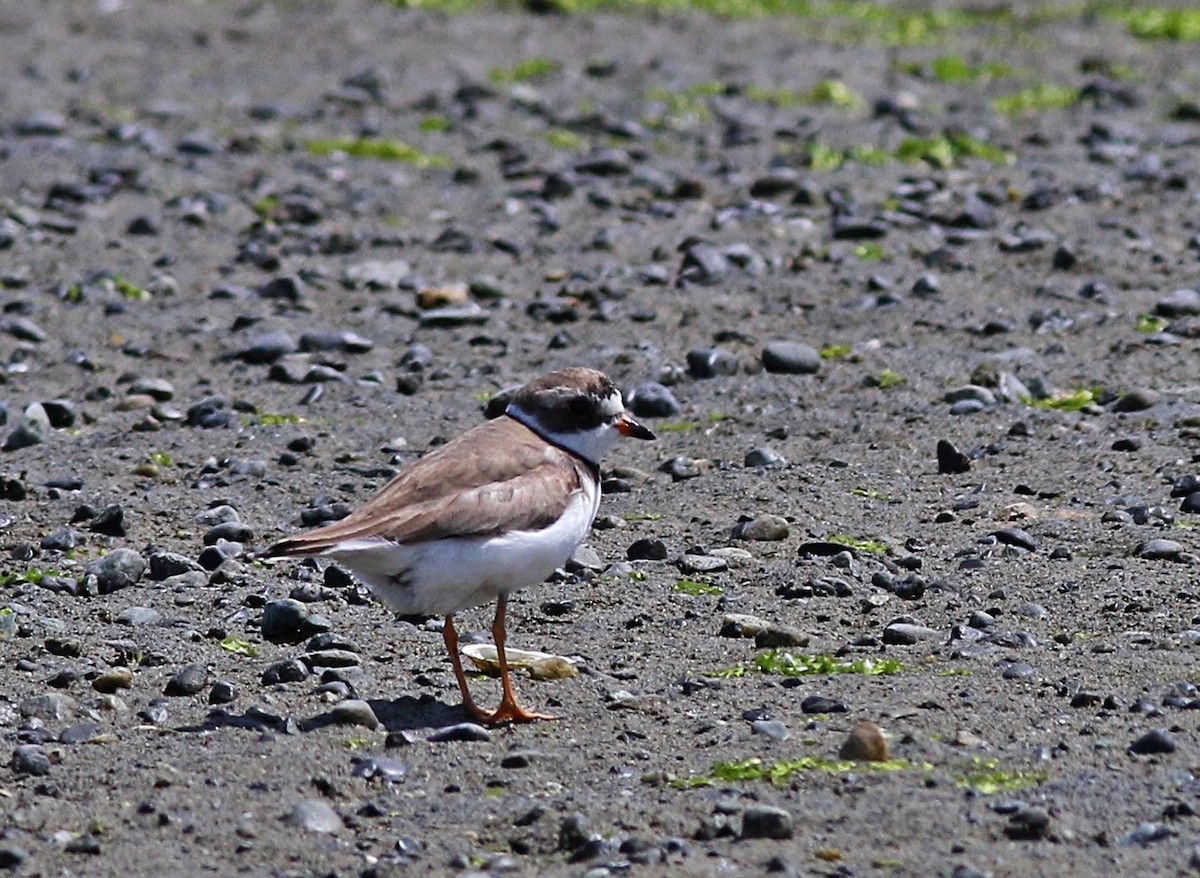 Semipalmated Plover - ML168542711