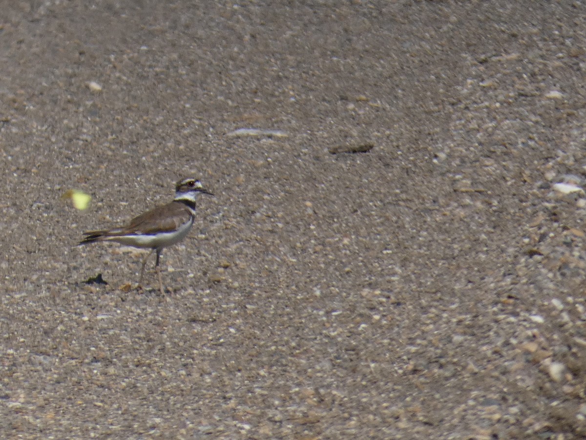 Killdeer - ML168543011