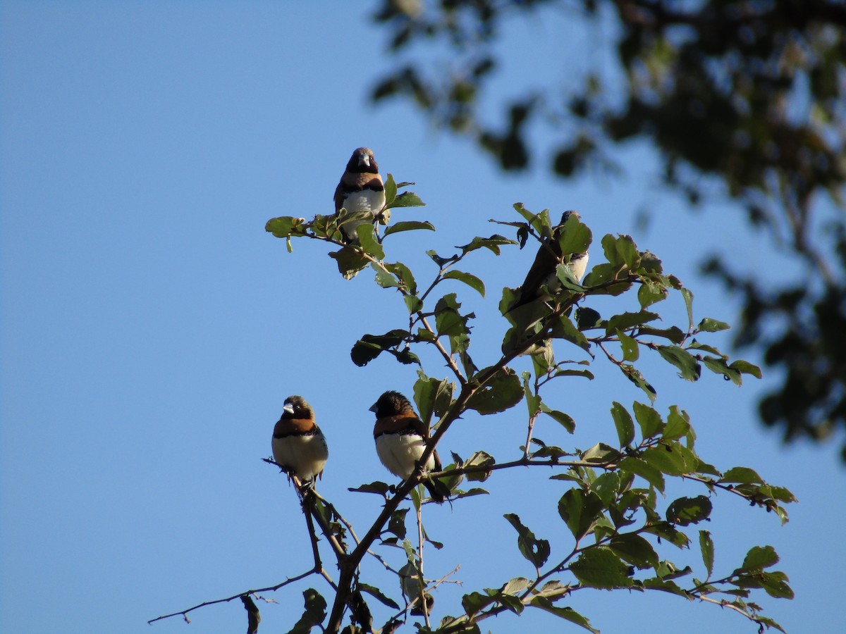 Chestnut-breasted Munia - ML168544751