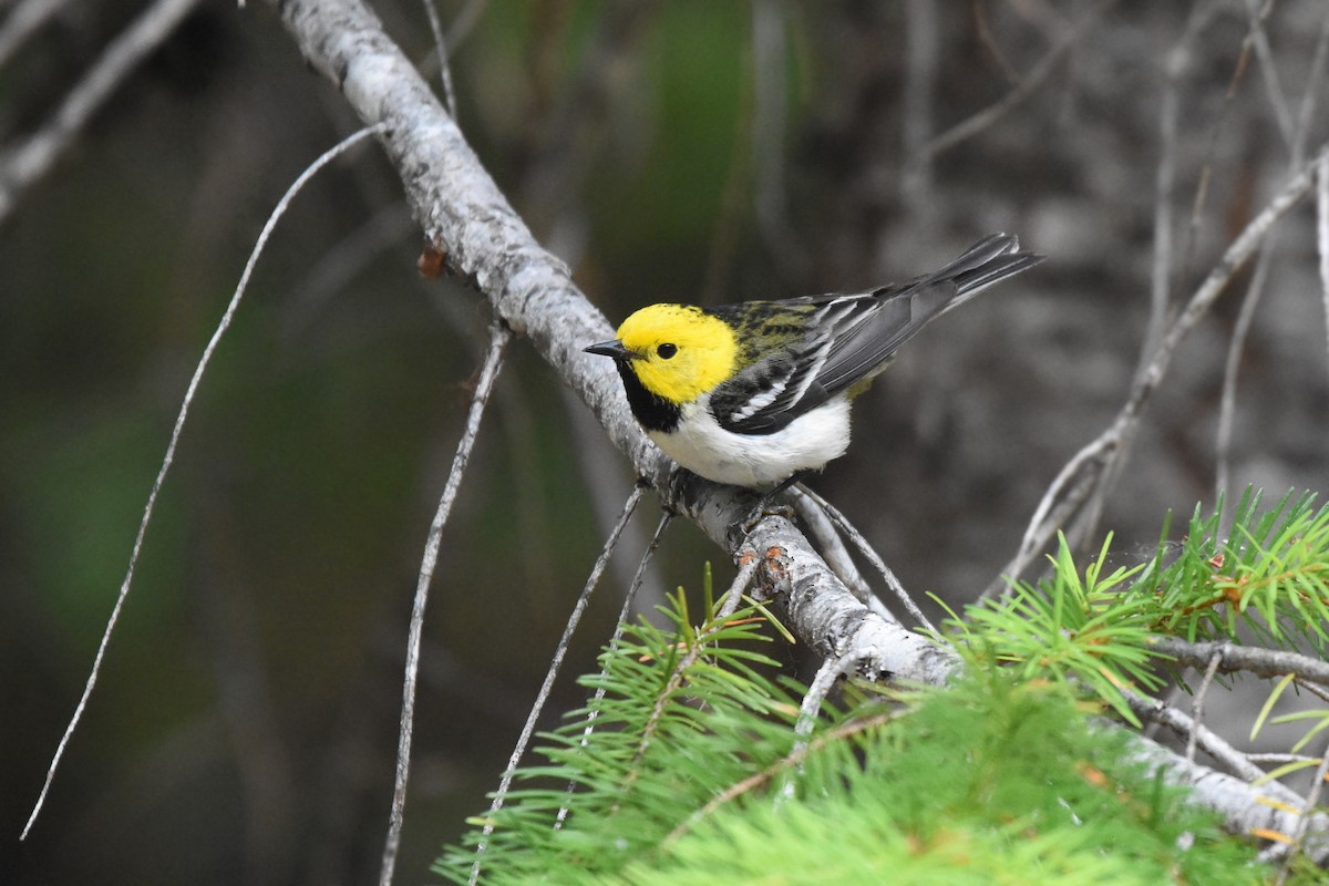 Townsend's x Hermit Warbler (hybrid) - Christopher Lindsey